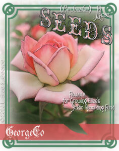 Image of a flower seed packet with a pink rose and a promo message for Eilee's music making, © 2020 L. Eilee S. George