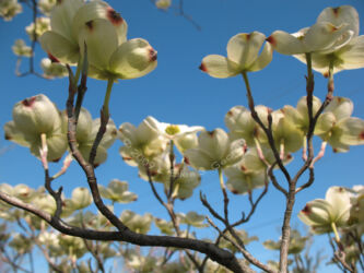 Digital photo of a blooming dogwood tree and a blue sky, Webb City MO © 2009 L. Eilee S. George