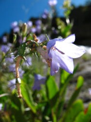 Blue flower in Golden Gate State Park CO