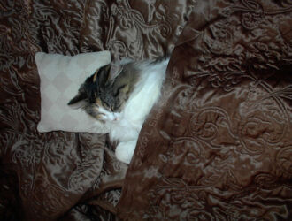 Digital photo of Peekaboo (Boo) snoozing tucked in under a comforter with her own little pillow © 2009 L. Eilee S. George