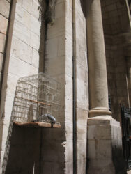 Digital photograph of a caged bird in Old City, Jerusalem, Israel on a sunny day © 2015 L. Eilee S. George