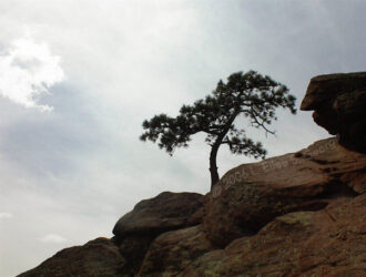 Digital photo of a little tree growing out of a stack of boulders outside Boulder CO © 2006 L. Eilee S. George