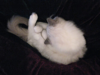 Digital photo of Yeti curled up in a fetal position asleep after the excitement of her adoption and first day home with us © 2010 L. Eilee S. George