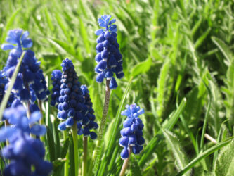 Grape Hyacinths in Lafayette, CO in spring © 2010 L. Eilee S. George