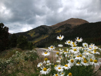 Digital photograph of daisies in foreground looking at Rocky Mountains on leeward side of continental divide during autumn, aspens aglow on background mountain, somewhere between Genesee and Georgetown, © 2007 L. Eilee S. George