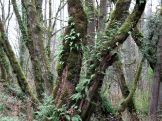Digital photograph of a fern and moss intensive forest in Oregon, north of Portland in March, © 2008 L. Eilee S. George