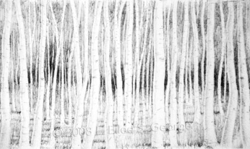Digital image of original ball-point pen drawing by Linda Eileen S. George a.k.a "Eilee" George on white paper entitled 'Soire d'Arbres'; 5" h x 8.5" w; a forest scene full of aspen trunks