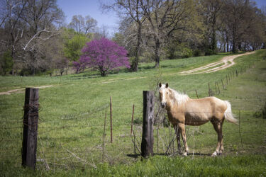 Back in Saginaw many years later than other visits, I found another couple of horse friends; this is one © 2022 L. Eilee S. George