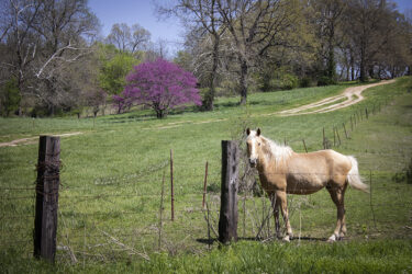 Back in Saginaw many years later than other visits, I found another couple of horse friends; this is one © 2022 L. Eilee S. George