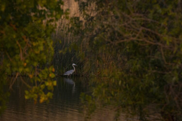 Blue heron spied from between branches at golden hour © 2021 L. Eilee S. George - this is as shot, no filters but just a slight rotation crop to level the waterline, and I’ll be resizing and watermarking.