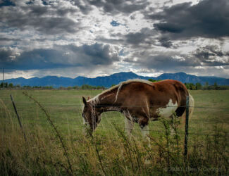 Carefree horse grazing, oblivious to standing between a majestic storm and a lovely rainbow © 2008 L. Eilee S. George