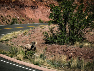 Ram at Colorado National Monument © 2012 L. Eilee S. George