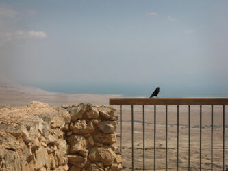 Masada Bird (Tristram’s Starling) Overlooking Dead Sea © 2015 L. Eilee S. George