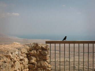 Masada Bird (Tristram’s Starling) Overlooking Dead Sea © 2015 L. Eilee S. George