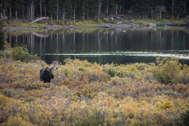 Moose near Brainerd Lake © 2018 Greg &/or Eilee George (we were sharing the camera that day)