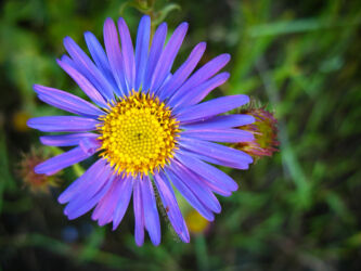 An Aster in Nederland CO © 2009 L. Eilee S. George