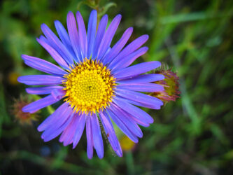 An Aster in Nederland CO © 2009 L. Eilee S. George