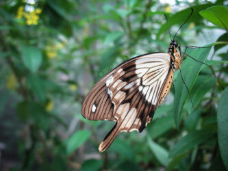 Butterfly at Butterfly Pavilion Westminster CO © 2014 L. Eilee S. George