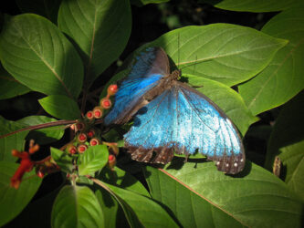 One of many beauties at Butterfly Pavilion, Westminster, CO © 2014 L. Eilee S. George