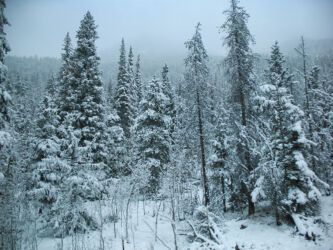Another 1 of a series of tunnels on the way across the Divide © 2012 L. Eilee S. George