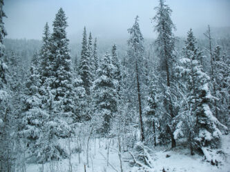 Another 1 of a series of tunnels on the way across the Divide © 2012 L. Eilee S. George