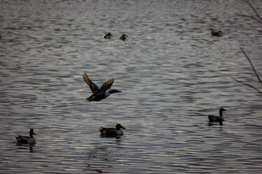 Ducks at Washington Park, Denver; one taking off from water © 2022 L. Eilee S. George