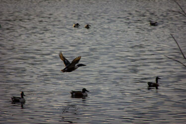 Ducks at Washington Park, Denver; one taking off from water © 2022 L. Eilee S. George