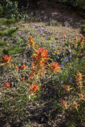 Indian paintbrush and bluebells coloring a hill by a dirt road © 2022 L. Eilee S. George