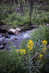 Wildflowers thriving by a swollen stream in the aftermath of a forest fire © 2022 L. Eilee S. George