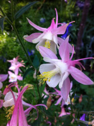 Columbines in Denver Botanic Gardens © 2017 L. Eilee S. George