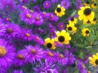 Flowers at Denver Botanical Gardens © 2016 L. Eilee S. George
