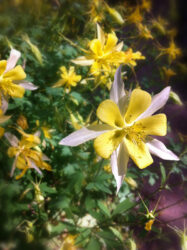 Yellow columbines in Denver Botanical Gardens © 2017 L. Eilee S. George