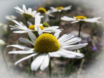 Beauty by an on-ramp to I-70 near Georgetown © 2007 L. Eilee S. George
