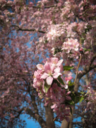 Beautiful pink fruit trees abloom in Washington Park Denver CO © 2012 L. Eilee S. George