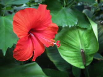 Hibiscus flower at Butterfly Pavilion Broomfield CO © 2014 L. Eilee S. George