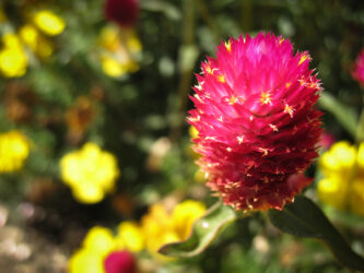 Washington Park flowers in Denver © 2016 L. Eilee S. George