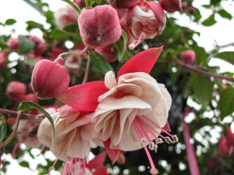 Crazy flowers in a greenhouse that looked like paper sculptures © 2014 L. Eilee S. George