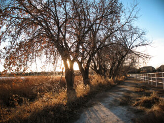 Line of trees by a lake in Westminster CO at golden hour © 2014 L. Eilee S. George