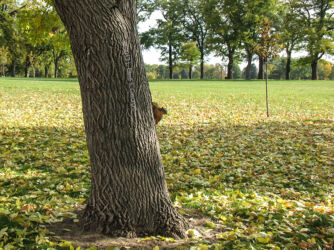 A squirrel in Washington Park, Denver acts as harbinger of autumn © 2013 L. Eilee S. George