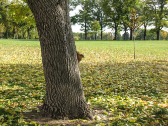A squirrel in Washington Park, Denver acts as harbinger of autumn © 2013 L. Eilee S. George