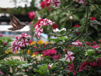 Moth so big I thought it was a hummingbird in a greenhouse © 2014 L. Eilee S. George