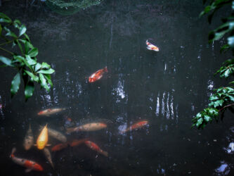 Coi in pond in Japanese Gardens in Portland OR © 2008 L. Eilee S. George