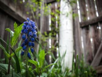 Grape hyacinths in our yard © 2010 L. Eilee S. George