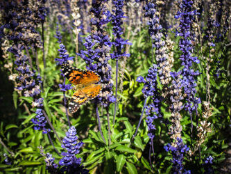Butterfly on Larkspur blooms in Washington Park Denver © 2016 L. Eilee S. George