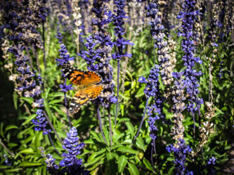 Butterfly on Larkspur blooms in Washington Park Denver © 2016 L. Eilee S. George