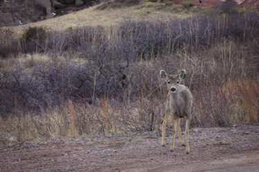 One of a whole herd of deer that surrounded me at Red Rocks in CO © 2022 L. Eilee S. George