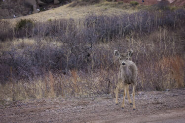 One of a whole herd of deer that surrounded me at Red Rocks in CO © 2022 L. Eilee S. George