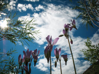 Star-shaped flowers near Loveland CO © 2008 L. Eilee S. George