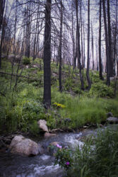Wildflowers thriving by a swollen stream in the aftermath of a forest fire © 2022 L. Eilee S. George