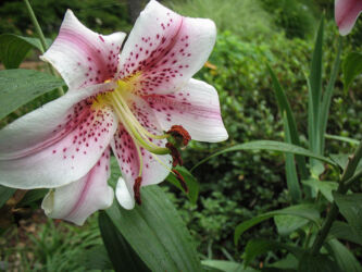 Lily in park near Pugh’s Mill, North Little Rock, AR © 2015 L. Eilee S. George